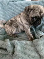 Charlie, a male Pug for sale in Schulenburg, TX – Photo 3 of 10