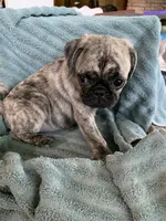 Charlie, a male Pug for sale in Schulenburg, TX – Photo 2 of 10