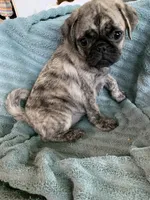 Charlie, a male Pug for sale in Schulenburg, TX – Photo 9 of 10