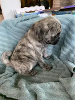 Charlie, a male Pug for sale in Schulenburg, TX – Photo 5 of 10