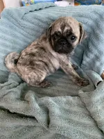 Charlie, a male Pug for sale in Schulenburg, TX – Photo 10 of 10