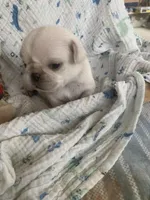 Snowdrop , a female Pug for sale in Schulenburg, TX – Photo 4 of 10