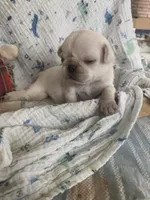 Snowdrop , a female Pug for sale in Schulenburg, TX – Photo 7 of 10