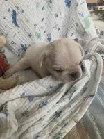 Snowdrop , a female Pug for sale in Schulenburg, TX – Photo 10 of 10