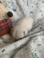 Snowdrop , a female Pug for sale in Schulenburg, TX – Photo 5 of 10