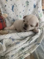 Snowdrop , a female Pug for sale in Schulenburg, TX – Photo 8 of 10
