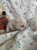 Snowdrop , a female Pug for sale in Schulenburg, TX – Photo 3 of 10