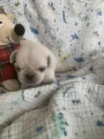 Snowdrop , a female Pug for sale in Schulenburg, TX – Photo 1 of 10