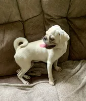Ace, a male Pug for sale in Schulenburg, TX – 8 of 10