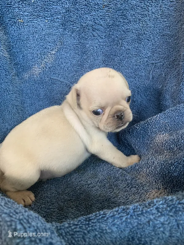 Lily – Pug puppy for sale in Schulenburg, TX