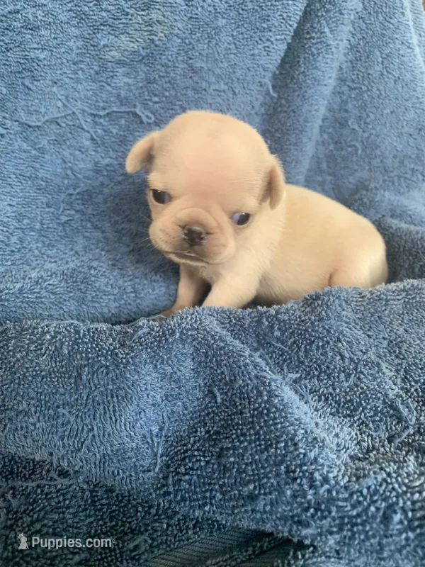 Lily – Pug puppy for sale in Schulenburg, TX