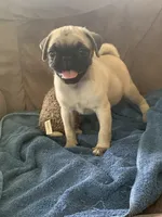 Cringle, a male Pug for sale in Schulenburg, TX – 5 of 10