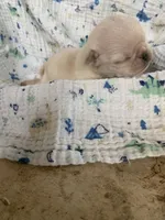 Lily, a female Pug for sale in Schulenburg, TX – 2 of 6