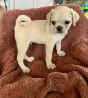 Teddy, a male Pug for sale in Schulenburg, TX – Photo 3 of 10