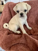 Teddy, a male Pug for sale in Schulenburg, TX – Photo 5 of 10