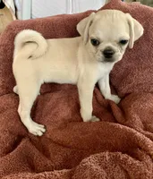 Teddy, a male Pug for sale in Schulenburg, TX – Photo 9 of 10