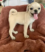 Teddy, a male Pug for sale in Schulenburg, TX – Photo 2 of 10