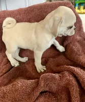 Teddy, a male Pug for sale in Schulenburg, TX – Photo 10 of 10