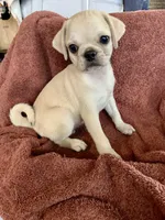 Teddy, a male Pug for sale in Schulenburg, TX – Photo 1 of 10