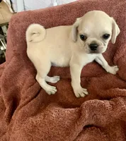 Teddy, a male Pug for sale in Schulenburg, TX – Photo 7 of 10