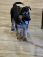 Gorgeous Male, a male German Shepherd Dog for sale in Marysville, WA – 6 of 6