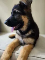 MEMORIAL DAY SALE LAST PUP FEMALE, a female German Shepherd Dog for sale in Marysville, WA – 2 of 8