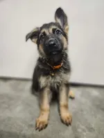 Orange, a male German Shepherd Dog for sale in Marysville, WA – Photo 3 of 3