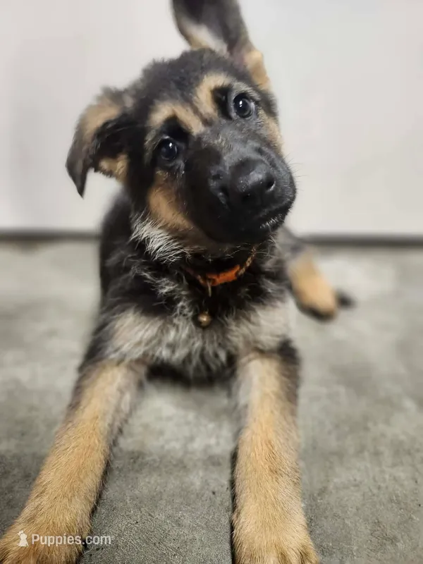 Orange – German Shepherd Dog puppy for sale in Marysville, WA