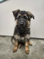 Blue, a male German Shepherd Dog for sale in Marysville, WA – Photo 3 of 3