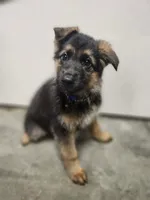 Blue, a male German Shepherd Dog for sale in Marysville, WA – Photo 2 of 3