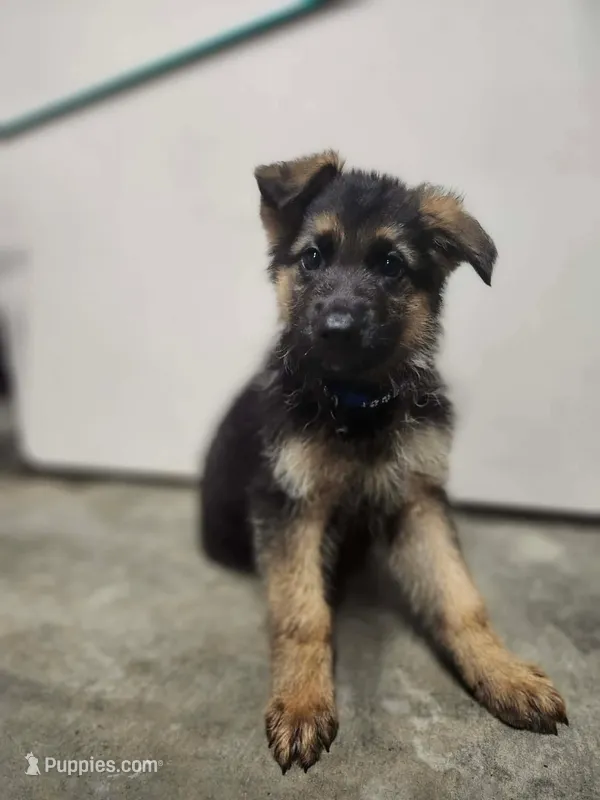 Blue – German Shepherd Dog puppy for sale in Marysville, WA