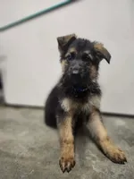 Blue, a male German Shepherd Dog for sale in Marysville, WA – Photo 1 of 3