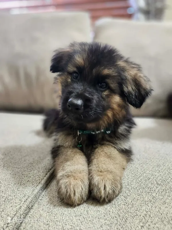 Puppy Love, a male German Shepherd Dog for sale in Marysville, WA – Photo 1 of 3