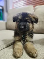 Puppy Love, a male German Shepherd Dog for sale in Marysville, WA – Photo 3 of 3