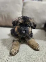 Puppy Love, a male German Shepherd Dog for sale in Marysville, WA – Photo 2 of 3