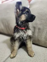 Cool Red special new price, a male German Shepherd Dog for sale in Marysville, WA – 9 of 9