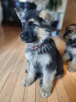 Cool Red, a male German Shepherd Dog for sale in Marysville, WA – Photo 3 of 3