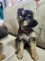 Cool Red special new price, a male German Shepherd Dog for sale in Marysville, WA – 8 of 9
