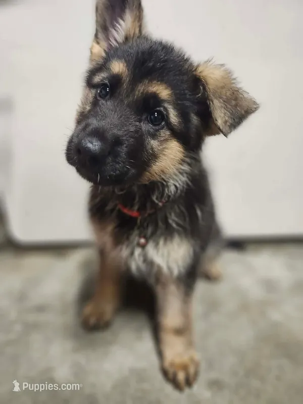 Cool Red – German Shepherd Dog puppy for sale in Marysville, WA