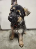 Cool Red special new price, a male German Shepherd Dog for sale in Marysville, WA – 1 of 9