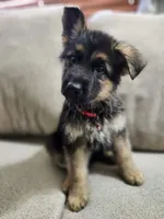 Cool Red special new price, a male German Shepherd Dog for sale in Marysville, WA – 5 of 9