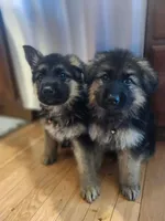 Cool Red, a male German Shepherd Dog for sale in Marysville, WA – Photo 2 of 3