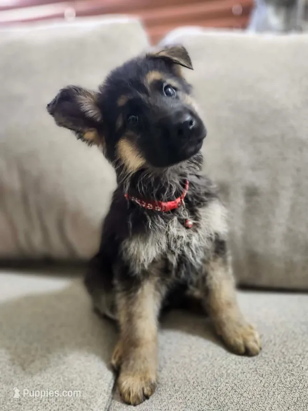 Cool Red – German Shepherd Dog puppy for sale in Marysville, WA