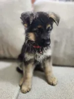 Cool Red special new price, a male German Shepherd Dog for sale in Marysville, WA – 7 of 9