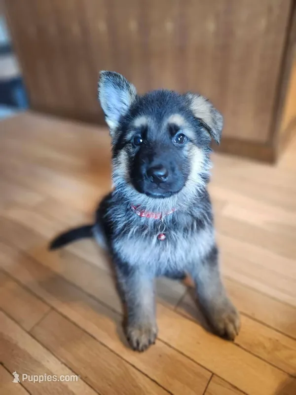 Cool Red – German Shepherd Dog puppy for sale in Marysville, WA