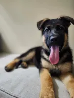 MEMORIAL DAY SALE LAST PUP FEMALE, a female German Shepherd Dog for sale in Marysville, WA – 5 of 8