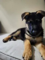 MEMORIAL DAY SALE LAST PUP FEMALE, a female German Shepherd Dog for sale in Marysville, WA – 3 of 8