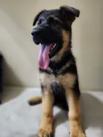 MEMORIAL DAY SALE LAST PUP FEMALE, a female German Shepherd Dog for sale in Marysville, WA – 6 of 8