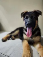 MEMORIAL DAY SALE LAST PUP FEMALE, a female German Shepherd Dog for sale in Marysville, WA – 7 of 8