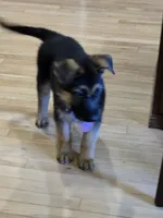 Gorgeous Male, a male German Shepherd Dog for sale in Marysville, WA – 4 of 6